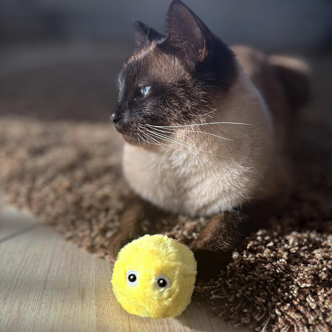 Macska sárga labdával